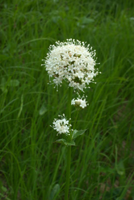 Valeriana sitchensis