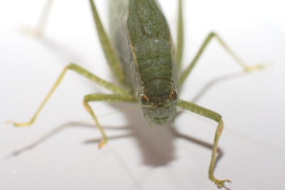 Leaf Hopper