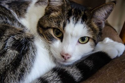 Our Cats and Dogs