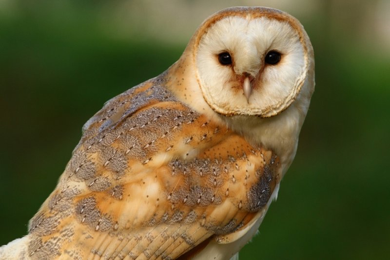 'Kevin' the barn owl