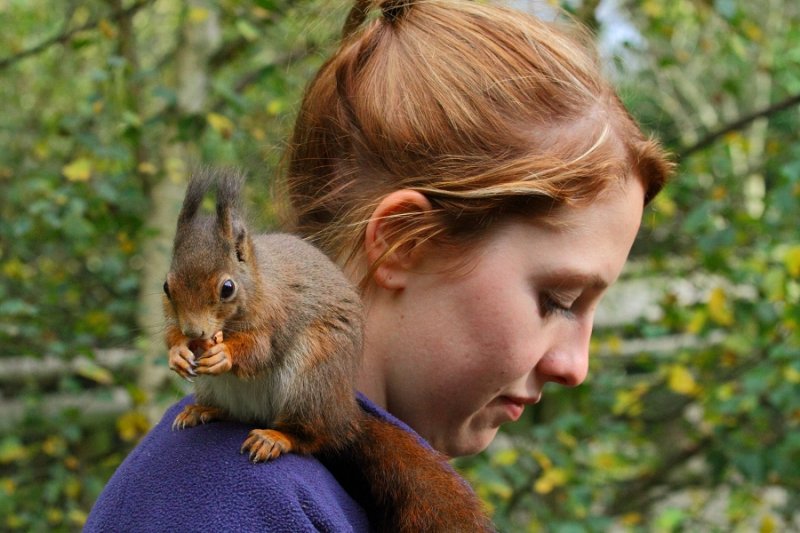 Red squirrel 'Cyril', with Leone of the British Wildlife Centre