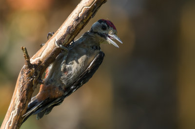 Middle Spotted Woodpecker (Dendrocopos medius, dzieciol sredni)