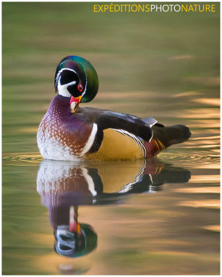 Canard branchu / Wood Duck