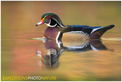 Canard branchu / Wood Duck