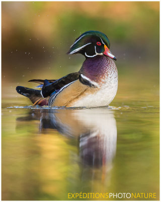 Canard branchu / Wood Duck