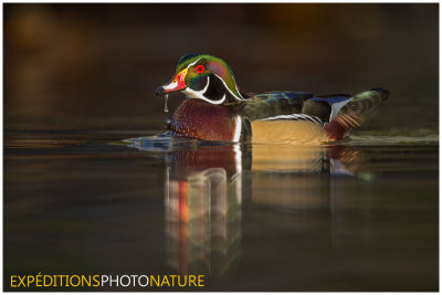 Canard branchu / Wood Duck