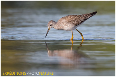 Petit Chevalier / Lesser Yellowlegs