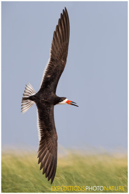 Bec en ciseaux noir / Black Skimmer
