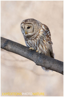 Oiseaux de proie / Birds of Prey