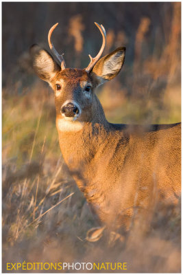 Cerf de virginie / White-tail Deer