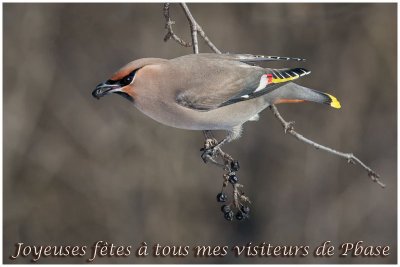 Jaseur boréal / Bohemian Waxwing