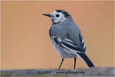 Lavandera Blanca	(Motacilla alba)