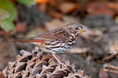 Fox Sparrow