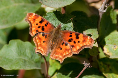 Question Mark, Orange Form