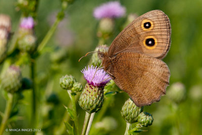 Common Wood Nymph