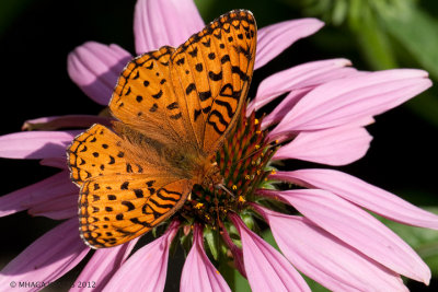 Great Spangled Fritillary