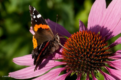 Red Admiral