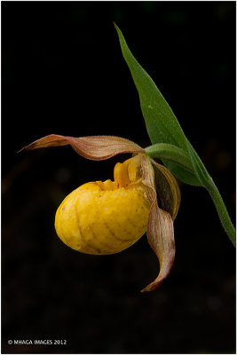 Yellow Lady's Slipper