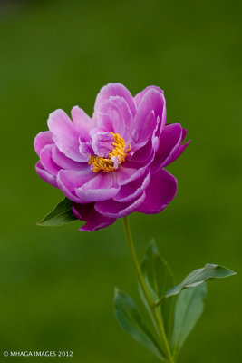 Peony