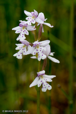 Round-leaved Orchis