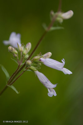 Lilac-leaved Beardtongue