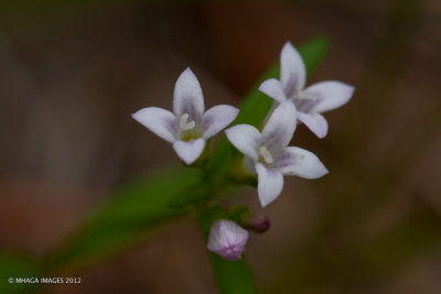 Long-leaved Bluets