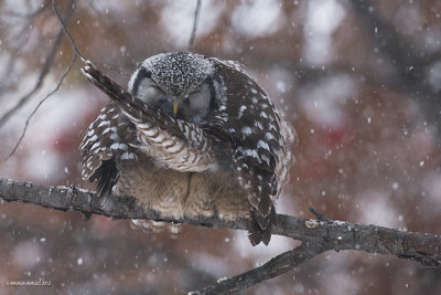 Northern Hawk Owl in snowstorm