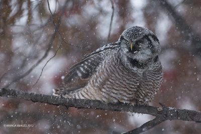 Northern Hawk Owl in snowstorm