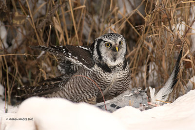 Northern Hawk Owl with Rock Pigeon