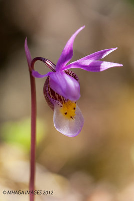 Calypso Orchid