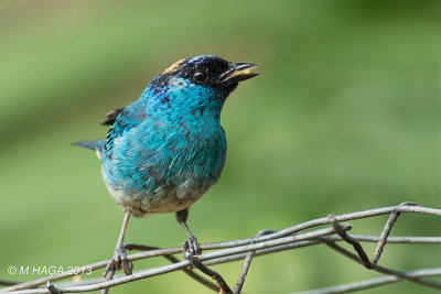 Golden-naped Tanager