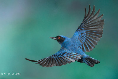 Masked Flowerpiercer