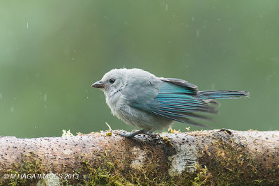 Blue-gray Tanager, in the rain