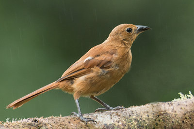 White-lined Tanager, female