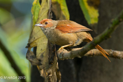 Red-faced Spinetail