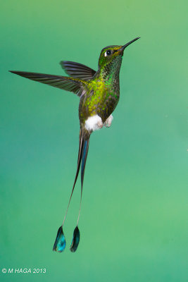 Booted Racket-tail Hummingbird