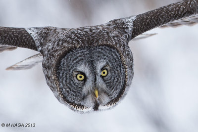 Geat Gray Owl