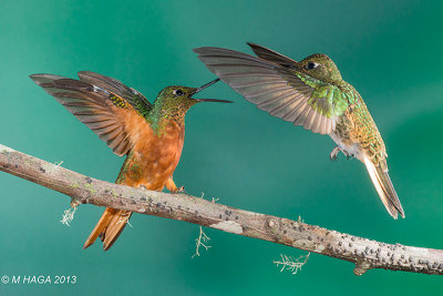 Coronet Hummingbirds