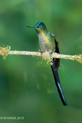 Long-tailed Sylph