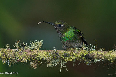 Tourmaline Sunangel