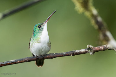 Andean Emerald