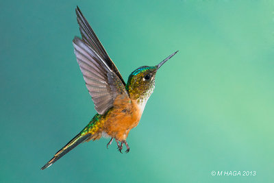 Violet-tailed Sylph, female