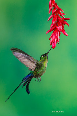 Violet-tailed Sylph, male