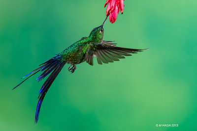 Hummingbirds at Sachatamia Lodge and Mindo