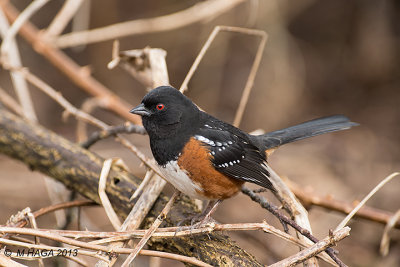 Sparrows, Towhees and Juncos