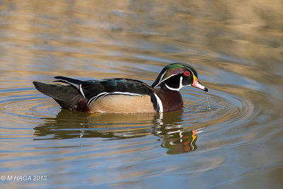 Wood Duck, male