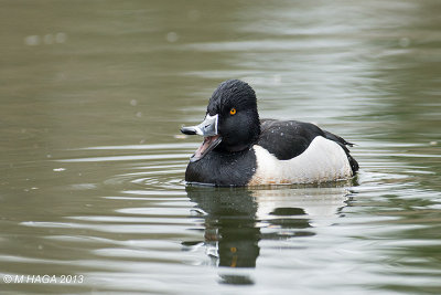 Ring-necked Duck, male