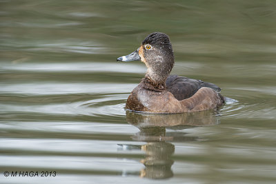 Ring-necked duck, female