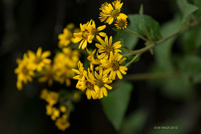 Flora
