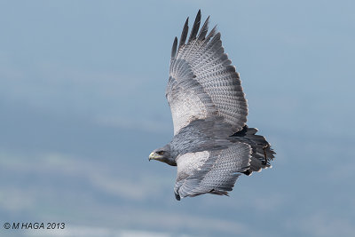 Black-chested Buzzard Eagle